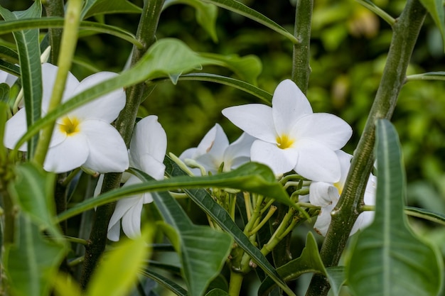 Fiori di frangipani o plumeria bianchi completamente sbocciati a fuoco selettivo nel giardino