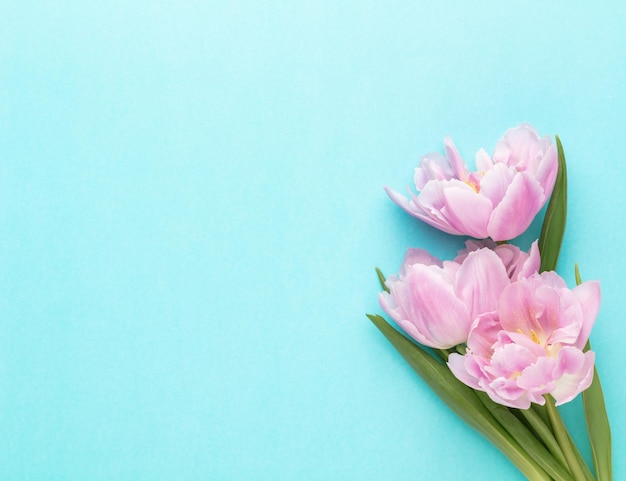 Fiori di tulipano rosa su sfondo pastello