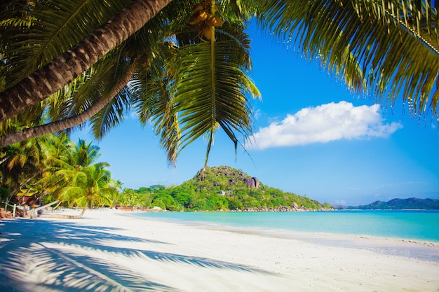 Fondo di vacanze estive di vacanza - spiaggia di paradiso caraibico tropicale soleggiato con sabbia bianca e palme