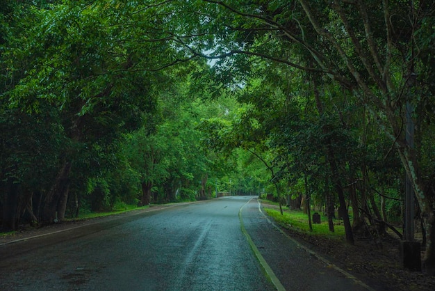 Forest Road ad Angkor Wat, Angkor Thom, Tempio di Siem Reap in Cambogia