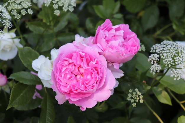 Foto di rose di peonia rosa nel giardino estivo