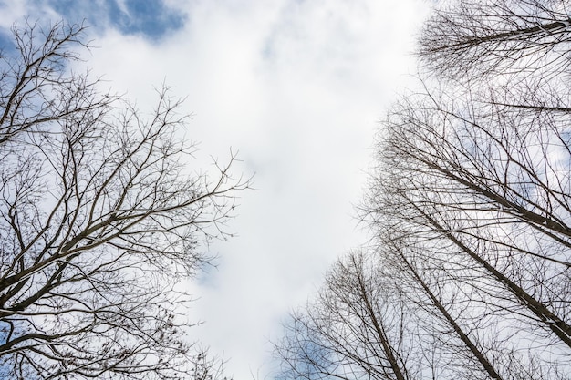 Freschi alberi verdi e cielo blu e nuvole