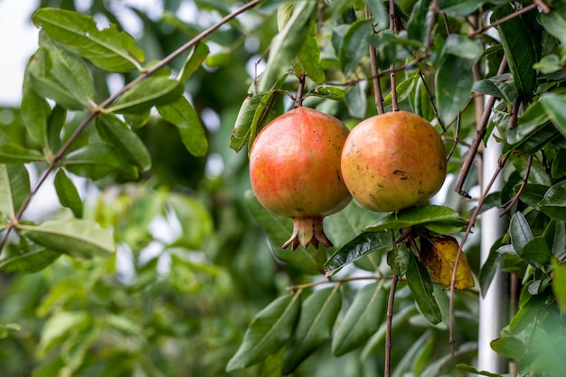 Frutta matura del melograno che appende nel giardino con lo spazio della copia