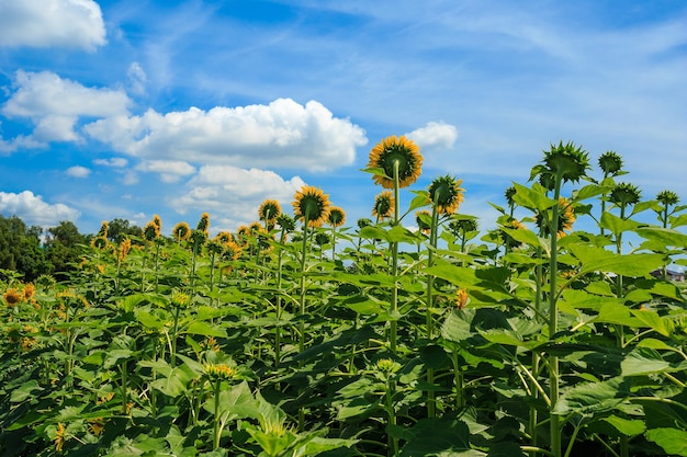 Girasoli con ape e cielo azzurro