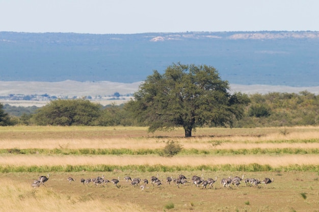 Grande Rhea con i pulcini nel paesaggio delle Pampas in Argentina