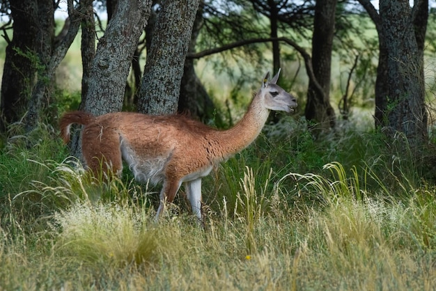 Guanaco Lama Guanicoe Luro Park La Pampa Provincia La Pampa Argentina