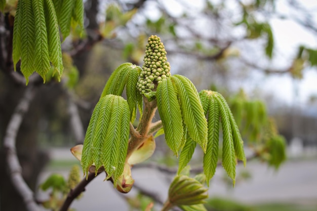 Il castagno è in fiore