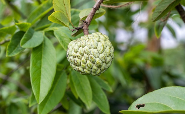 Immagine ravvicinata di crescente crema di mele o zucchero di mela frutta sull'albero