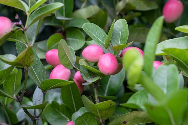 Immagine ravvicinata di frutta carissa carandas all'interno di un'azienda agricola