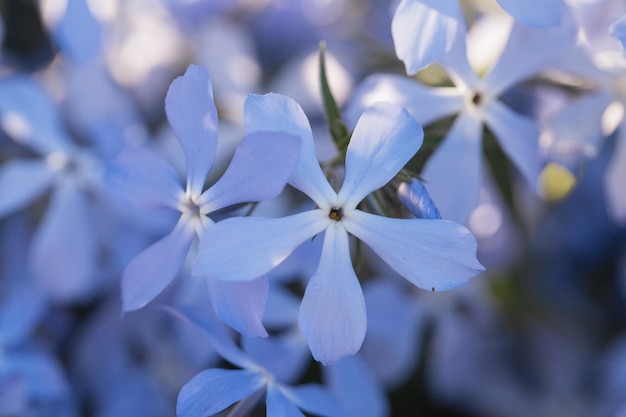 Incredibili fiori da giardino primaverili viola blu macro Natura carta da parati