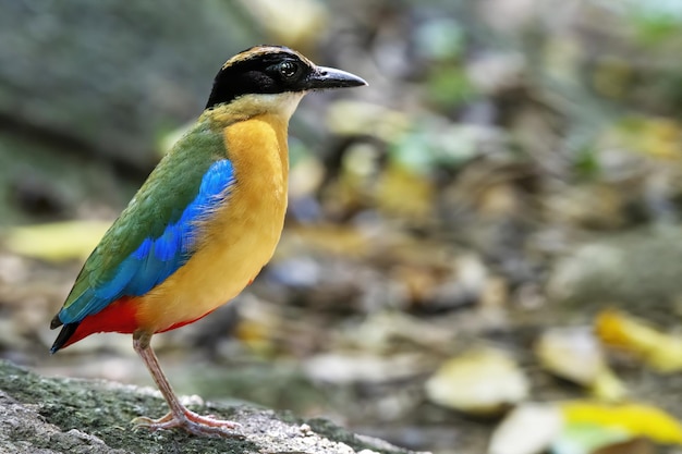 La pitta bluewinged appollaiata sulla roccia con sfondo verde bokeh Thailandia