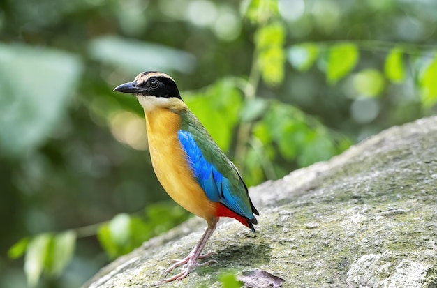 La pitta bluewinged appollaiata sulla roccia con sfondo verde bokeh Thailandia