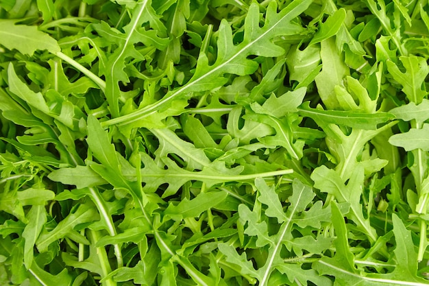 Foto la rucola fresca verde lascia la struttura