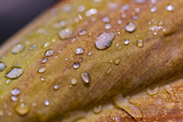 Macro foglia nei colori autunnali ricoperti di gocce di rugiada. Pioggia mattutina e luce solare morbida, natura in primo piano