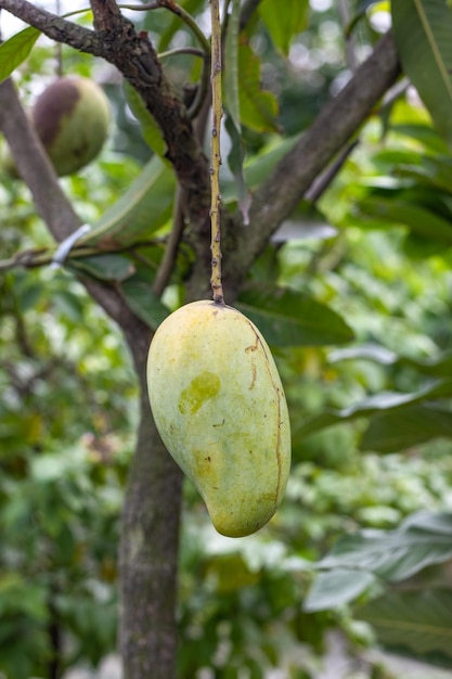 Mango maturo fresco appeso all'albero da vicino