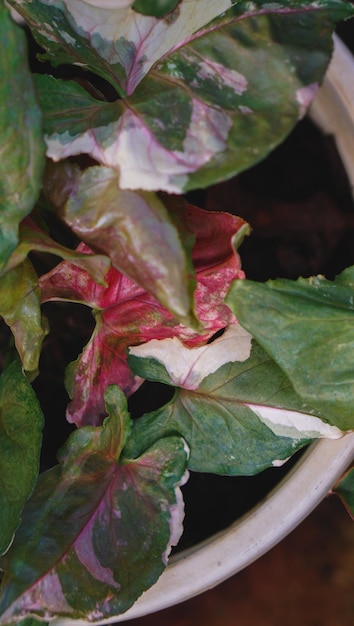 motivo a foglia di syngonium ghiaccio alla fragola primo piano