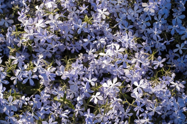 Motivo di sfondo di fiori viola blu nella vista dall'alto del campo Fiori da giardino in giardino primaverile