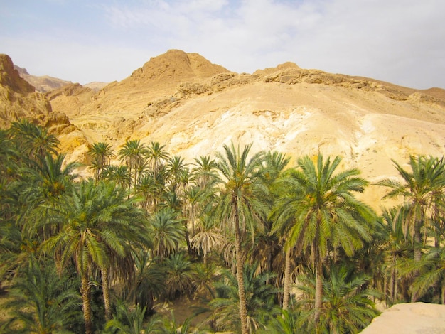 Oasi verde nel deserto del sahara in tunisia