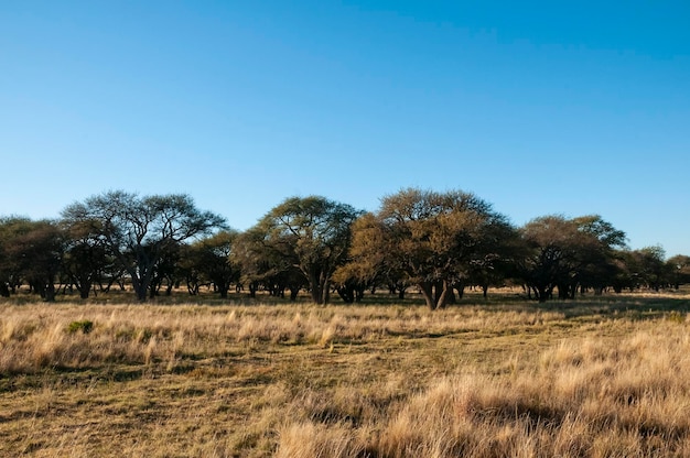 Pampas erba paesaggio La Pampa provincia Patagonia Argentina