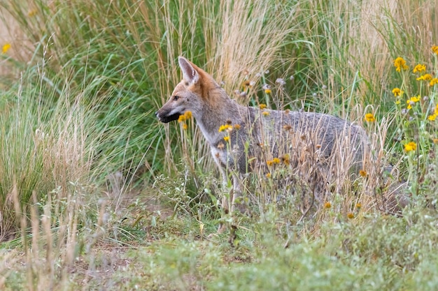 Pampas Grey fox in Pampas erba ambiente la Pampa provincia Patagonia Argentina