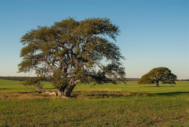 Pampas Paesaggio La Pampa Argentina