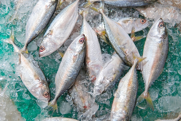 Pesce sgombro fresco saba su ghiaccio nel supermercato. Vista dall'alto di sgombri freschi o saba su ghiaccio in vendita. Scaffale del mercato - Il pesce Saba si dispone nel ghiaccio.