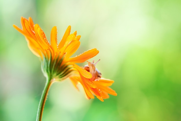 Primo piano della lumaca sul fiore giallo