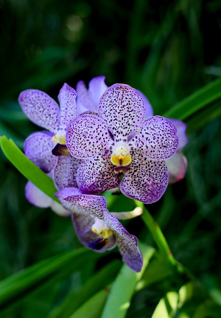 Primo Piano Di Un Fiore Di Orchidea Bella Della Natura