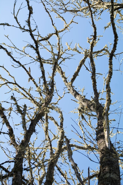 Foto rami di albero asciutti sopra il cielo blu di mattina. verticale.