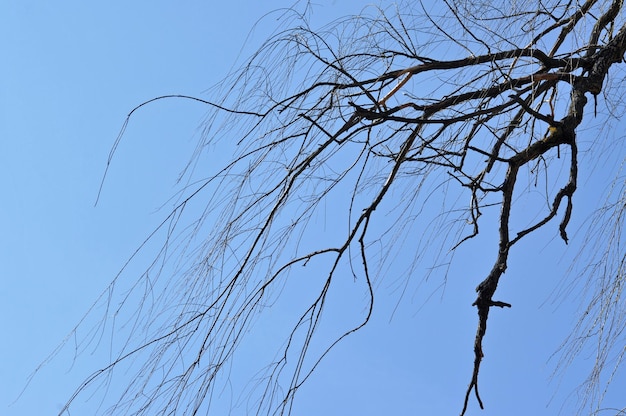 Foto ramo di salice in primavera