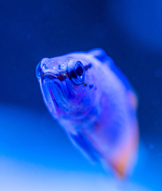 Foto ritratto da vicino di un pesce sott'acqua