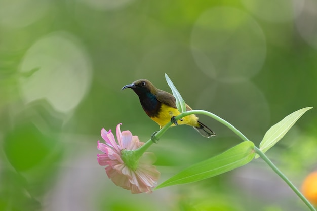 Sunbird con dorso d'oliva su fiore