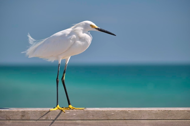 Uccello marino selvatico dell'airone bianco noto anche come airone bianco maggiore in riva al mare in estate