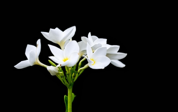 Un bouquet di fiori di frangipani o plumeria sbocciati su sfondo nero isolato