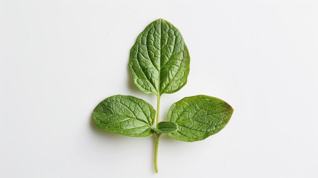 un gruppo di foglie di menta che sono state tagliate in piccole foglie