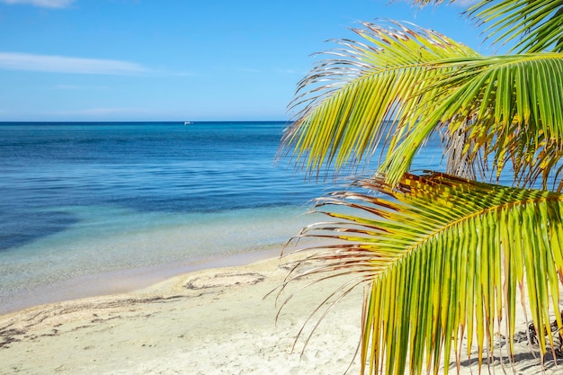 Una palma sulla spiaggia del West End sull'isola di Roatan in Honduras