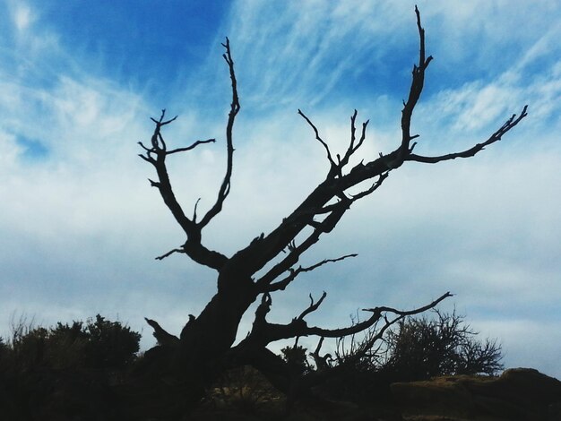 Foto vista a bassa angolazione della silhouette di un albero nudo contro il cielo