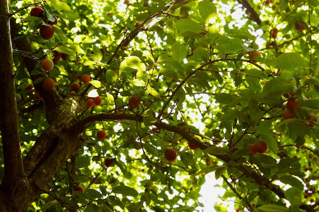 Foto vista a basso angolo dei frutti sull'albero