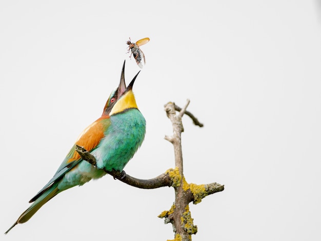 Foto grátis abelharuco colorido tentando comer um inseto voador no galho de uma árvore