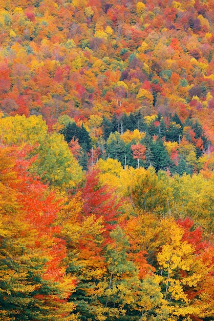 Foto grátis abstrato de folhagem colorida em white mountain, new hampshire.