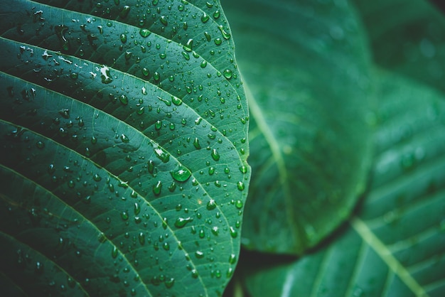 Foto grátis Água da chuva em um macro verde da folha.