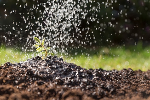 Água que cai em uma planta