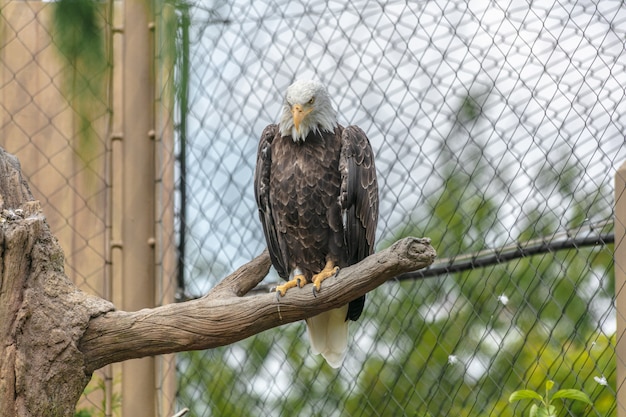 Foto grátis Águia careca com bico amarelo sentada em um galho de árvore cercada por cercas de arame em um zoológico