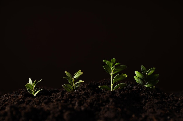 Foto grátis ambiente do dia da terra e espaço de conceito ecológico para texto