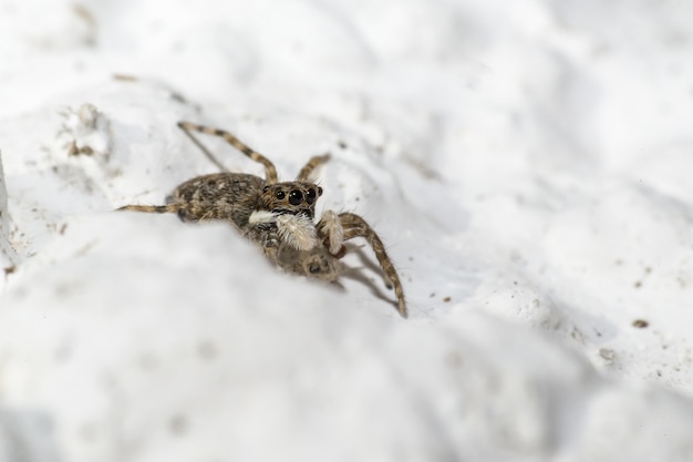 Foto grátis aranha grande sentada na areia branca