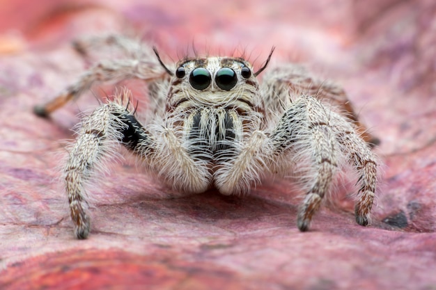 Foto grátis aranha saltadora hyllus