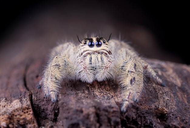 Foto grátis aranha saltadora