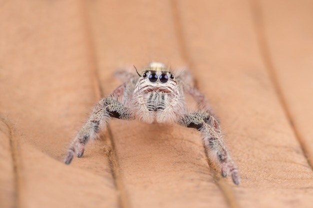 Foto grátis aranha saltadora