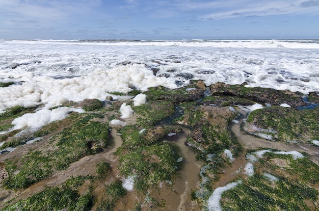 Foto grátis areia musgosa na costa do mar