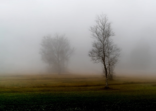 Foto grátis Árvore sem folhas